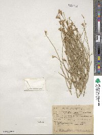 Lygodesmia juncea image