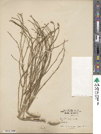 Lygodesmia juncea image