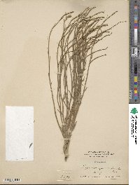 Lygodesmia juncea image