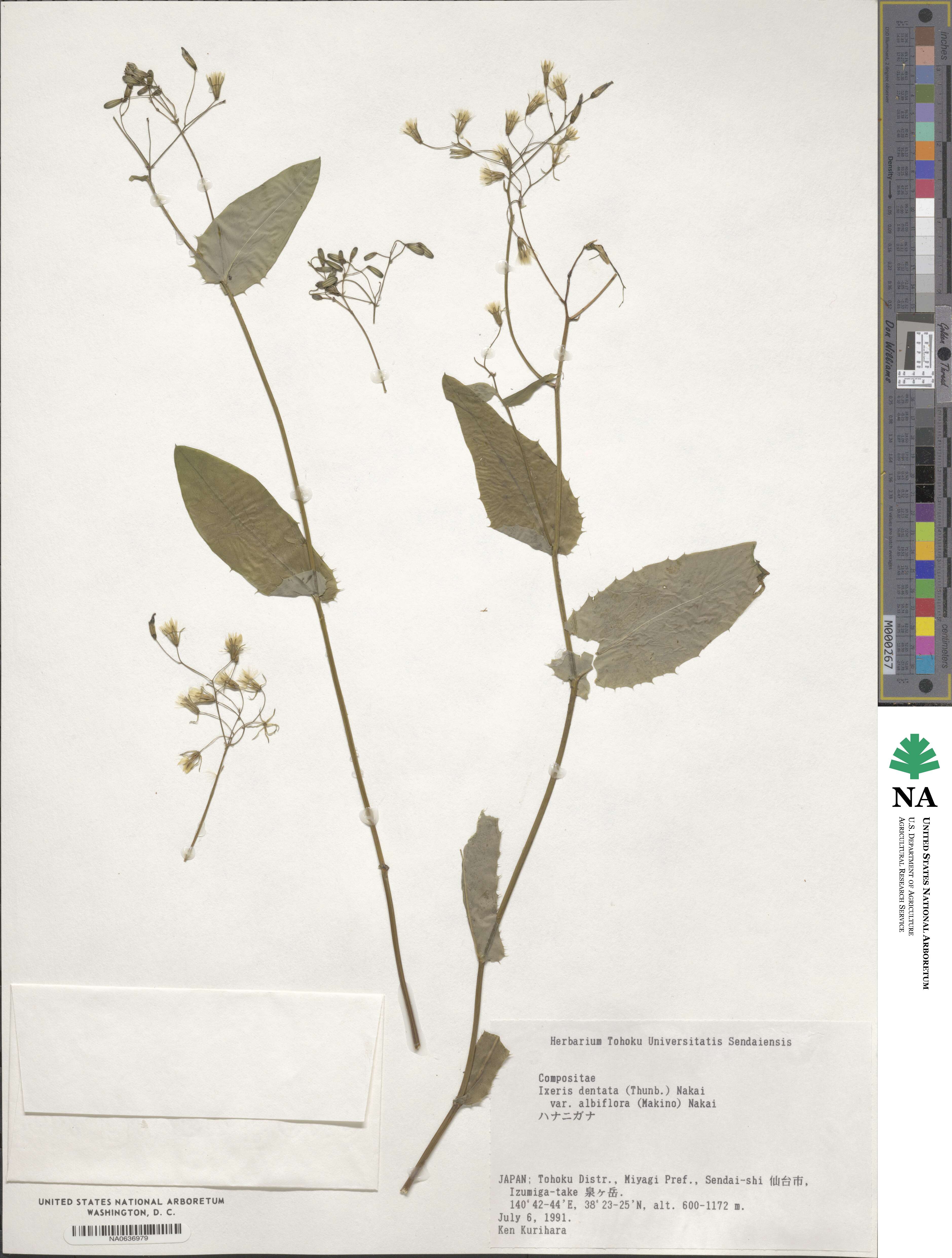 Ixeridium dentatum subsp. dentatum image