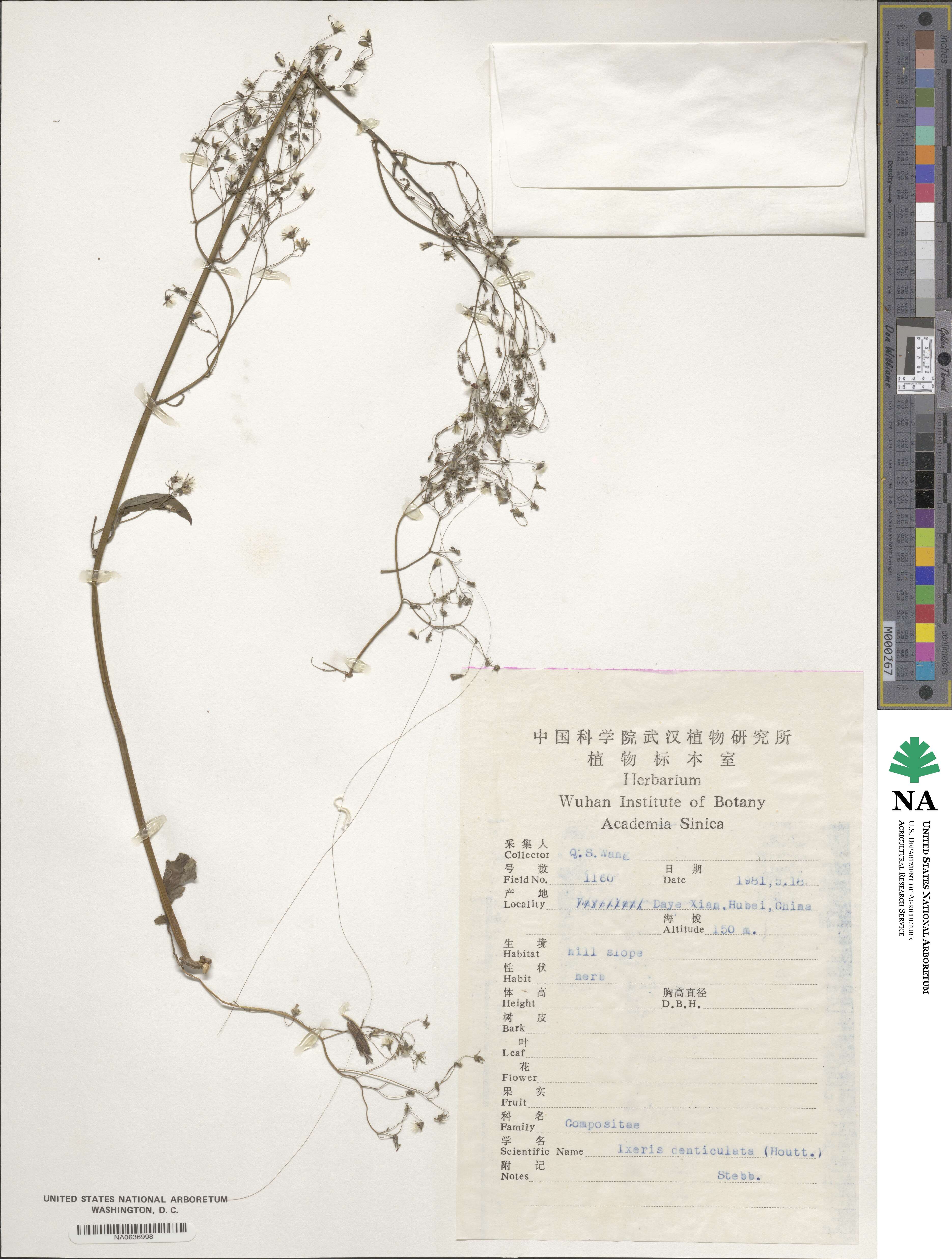 Crepidiastrum denticulatum subsp. denticulatum image