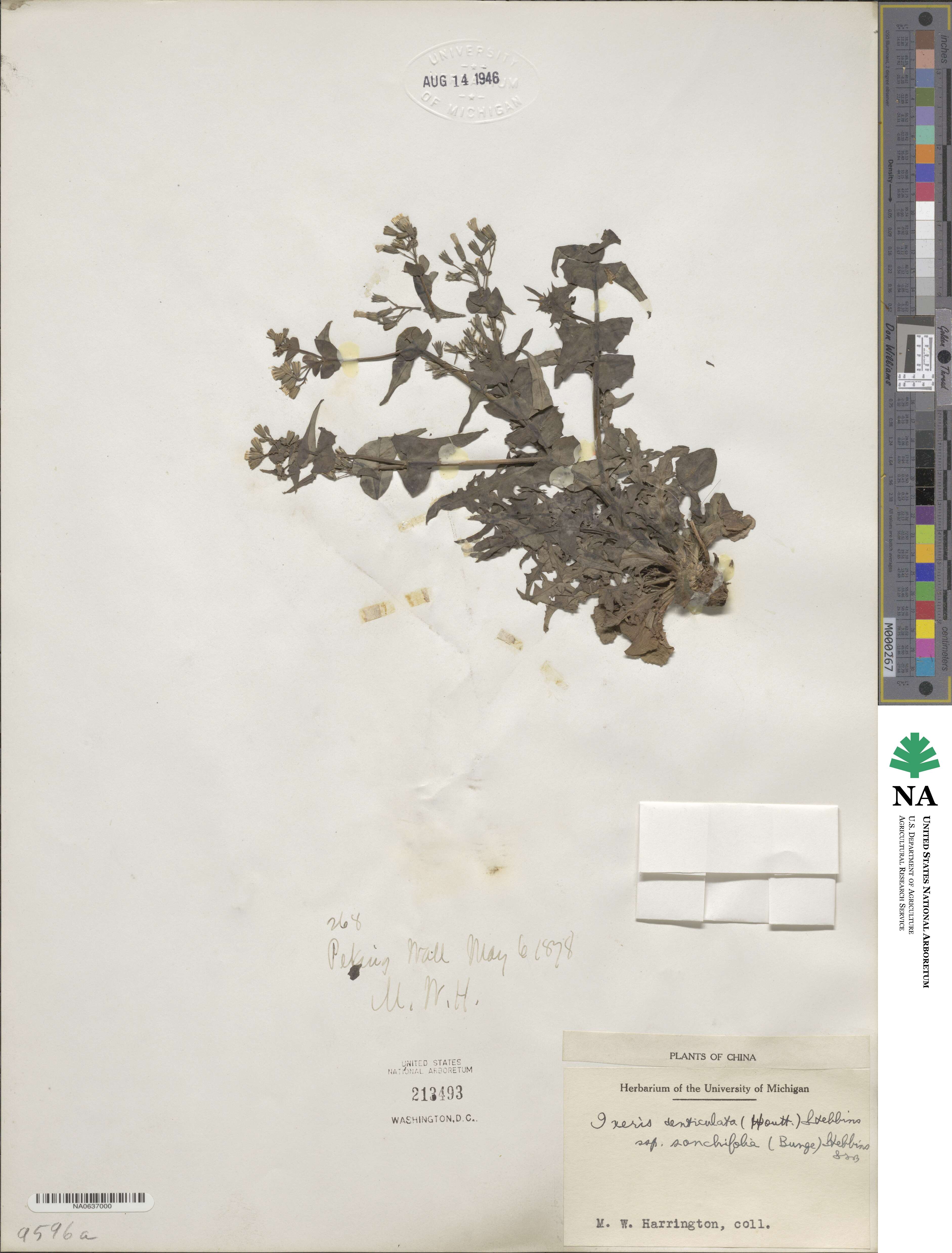 Crepidiastrum sonchifolium subsp. sonchifolium image