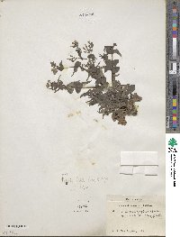 Crepidiastrum sonchifolium subsp. sonchifolium image