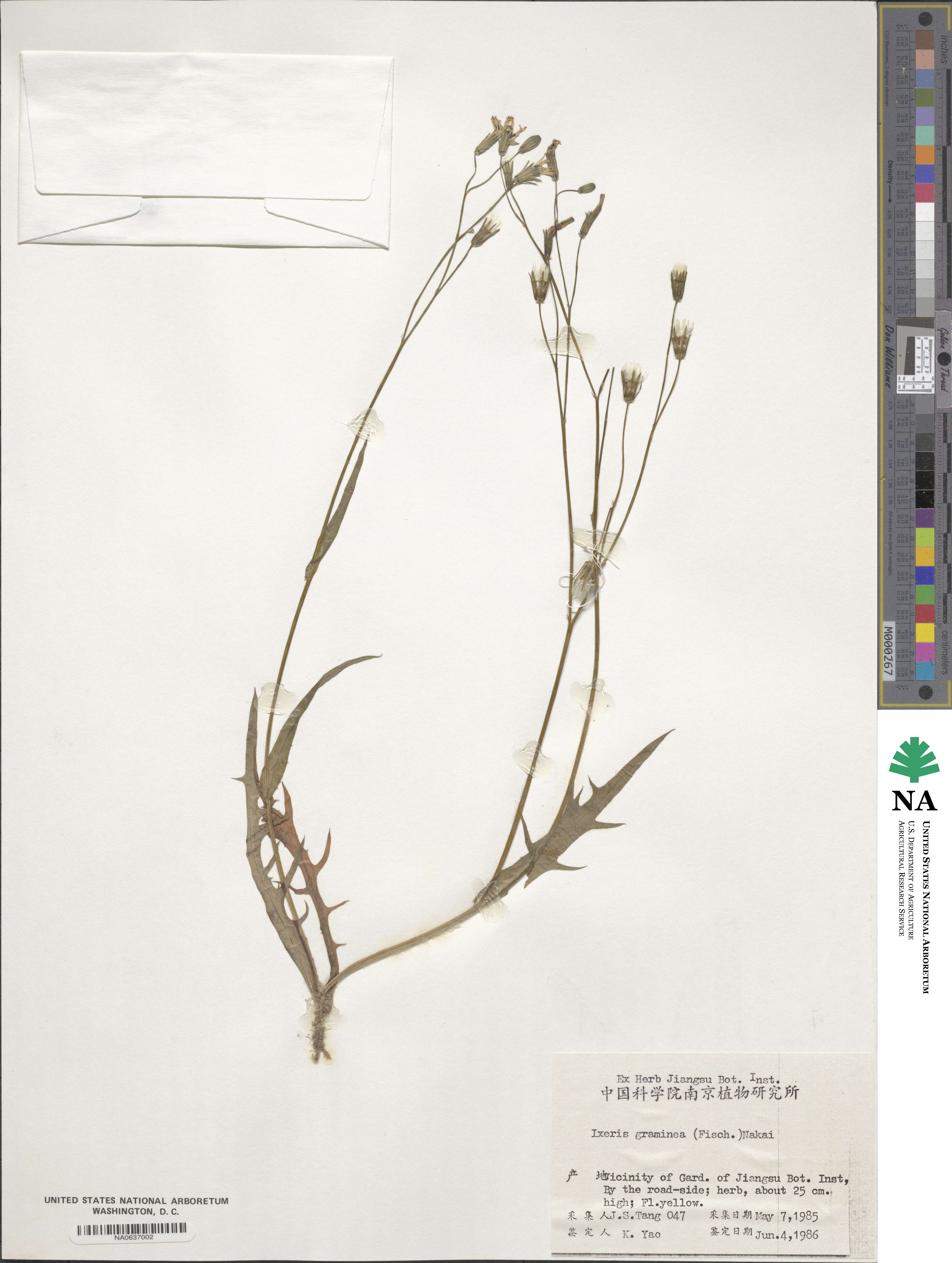 Ixeris chinensis subsp. versicolor image