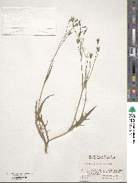 Ixeris chinensis subsp. versicolor image