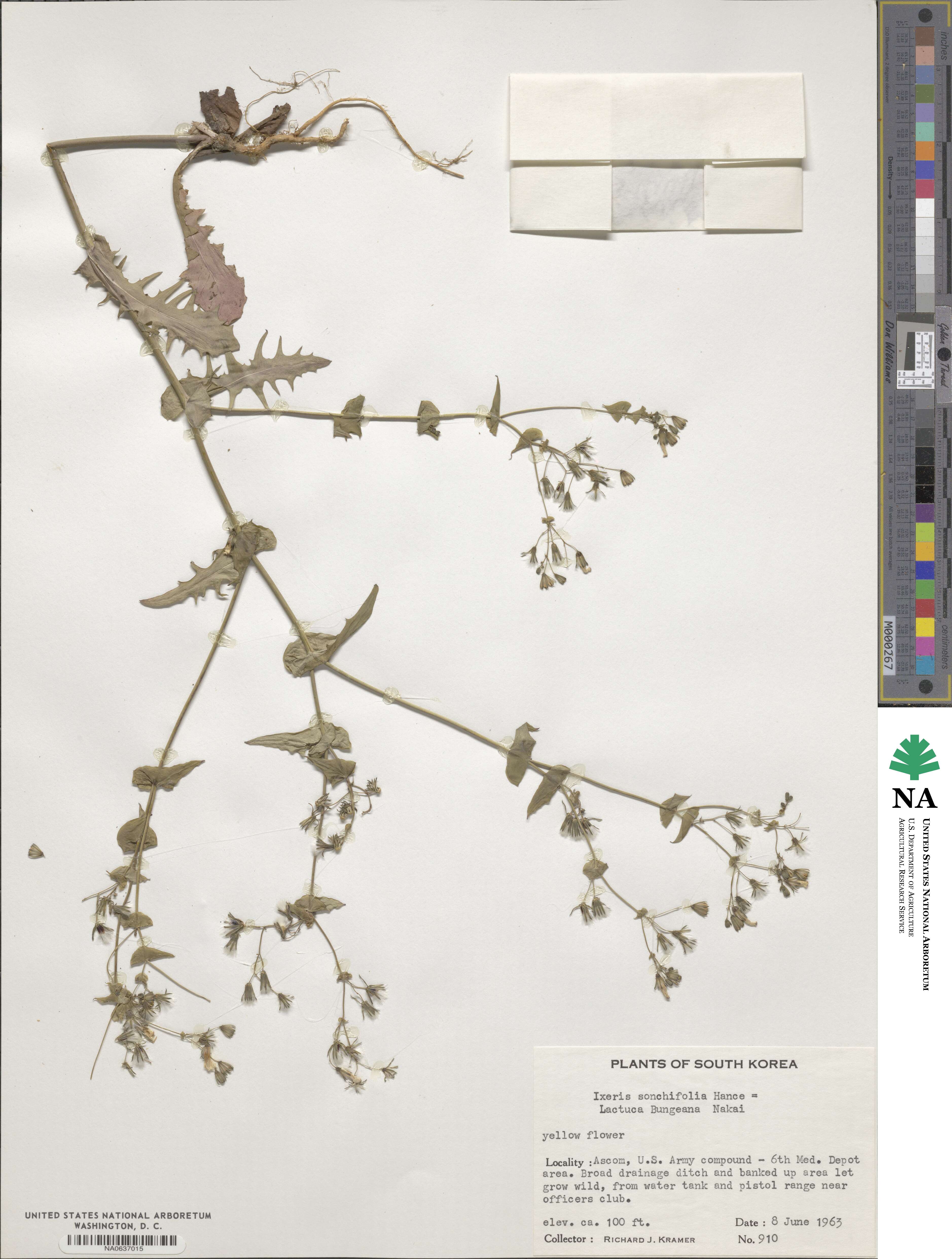 Crepidiastrum sonchifolium subsp. sonchifolium image