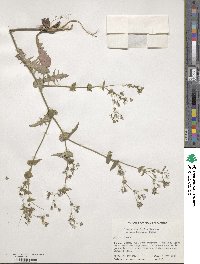 Crepidiastrum sonchifolium subsp. sonchifolium image