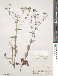 Crepidiastrum sonchifolium subsp. sonchifolium image