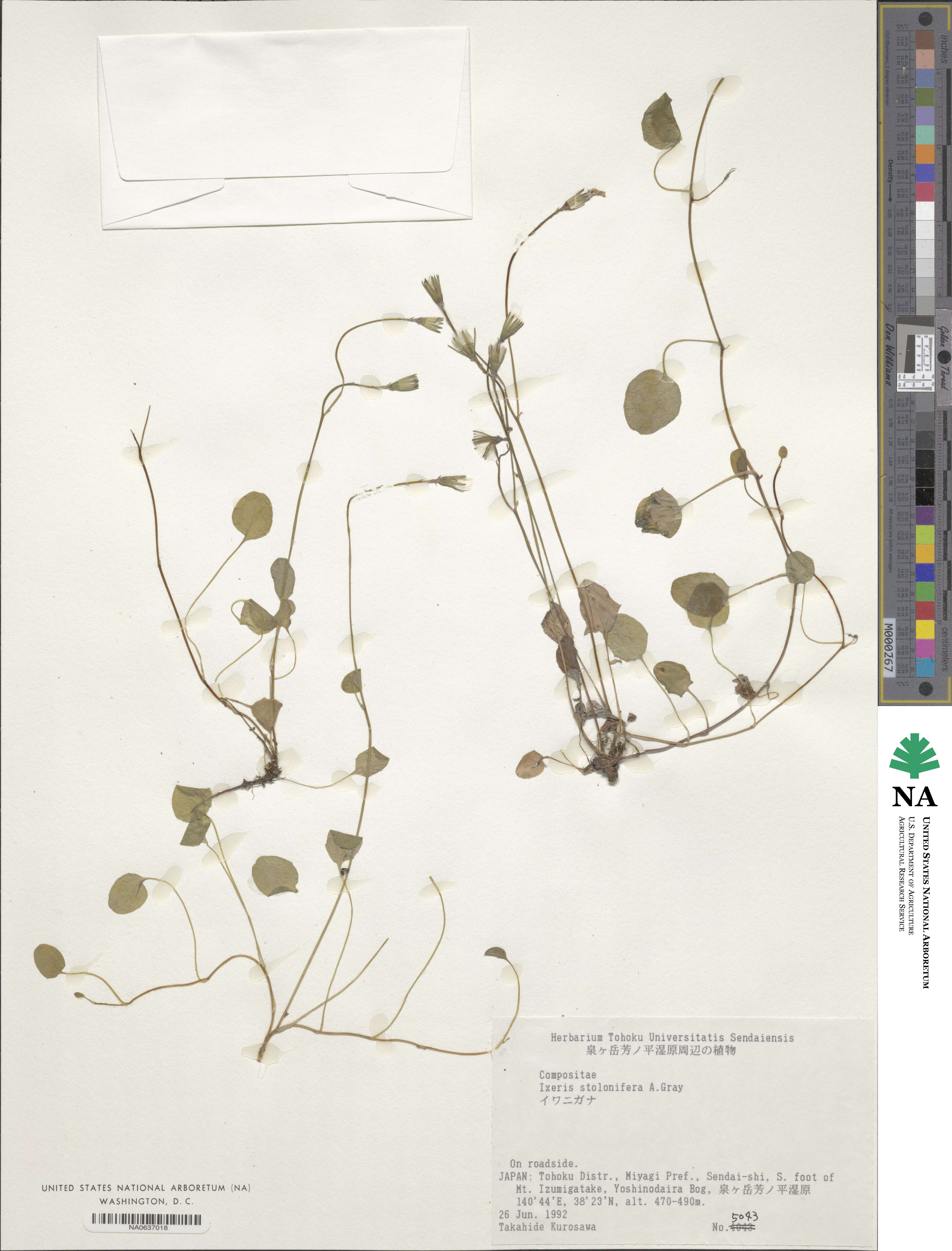 Ixeris stolonifera image