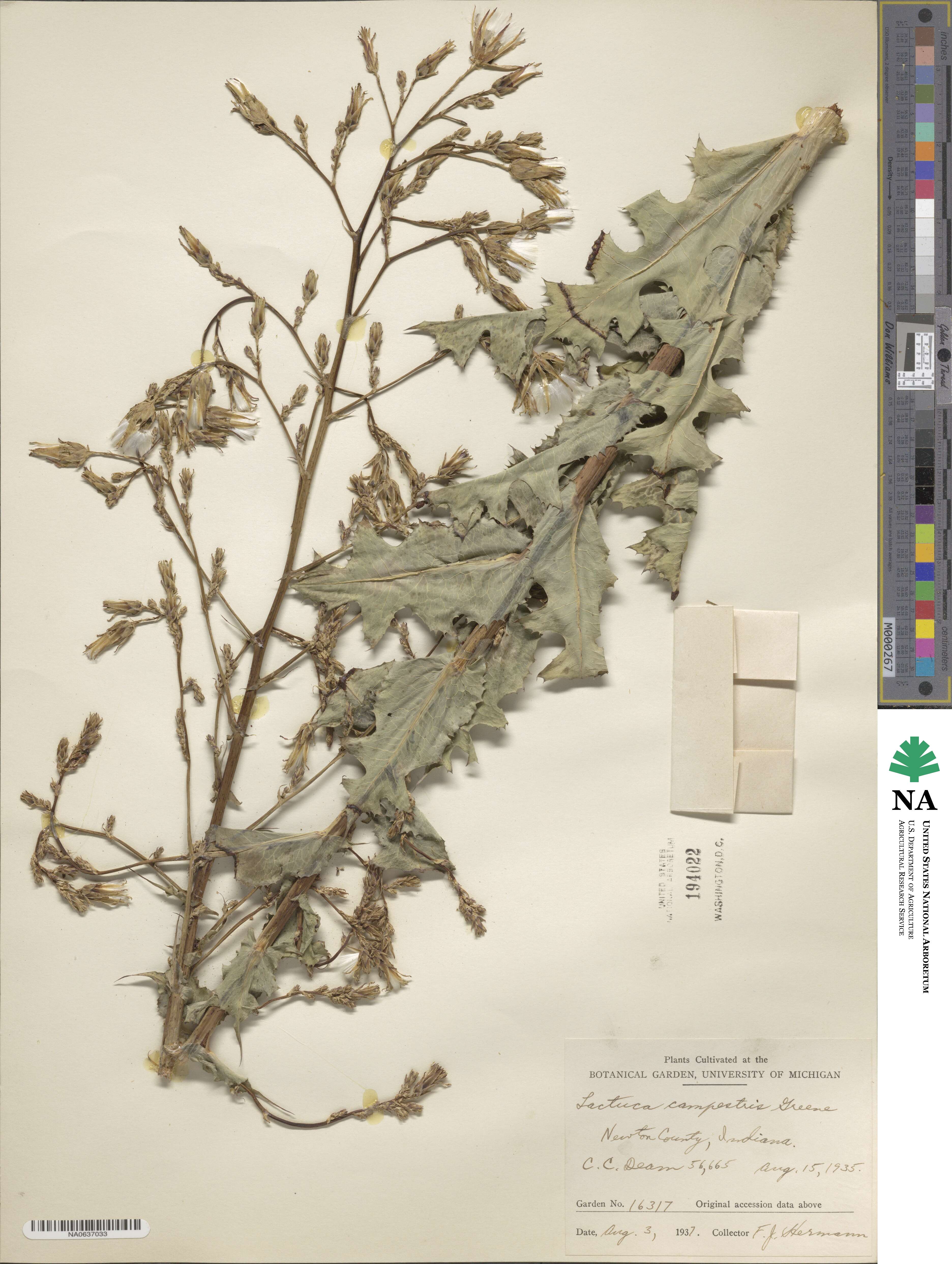 Lactuca ludoviciana image