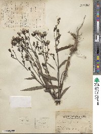 Lactuca indica image