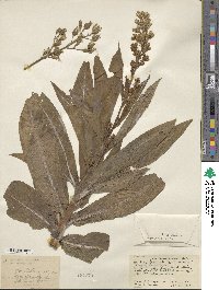 Lactuca indica image