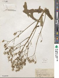 Lactuca laciniata image