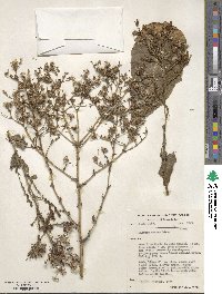 Lactuca sativa image