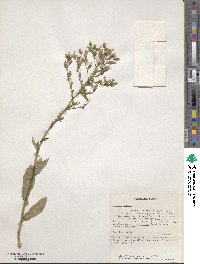 Lactuca sativa image