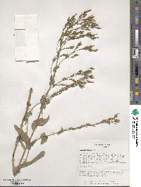 Lactuca sativa image