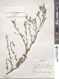 Lactuca sativa image