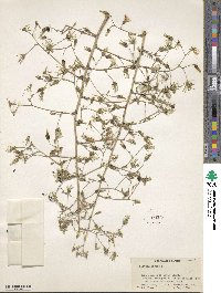 Lactuca virosa image