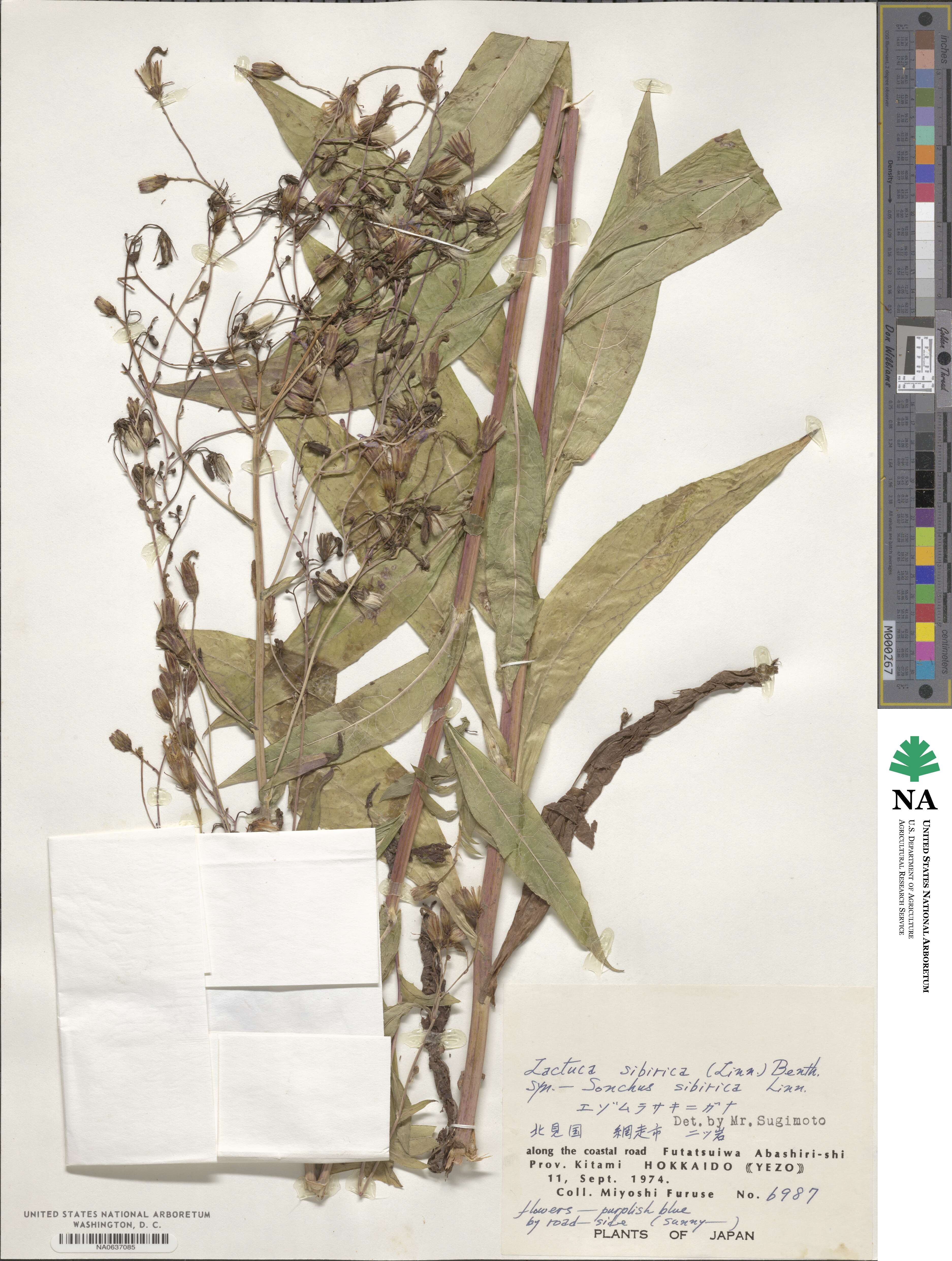 Lactuca sibirica image