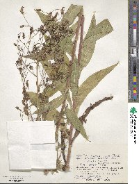 Lactuca sibirica image