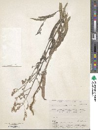 Lactuca tatarica image