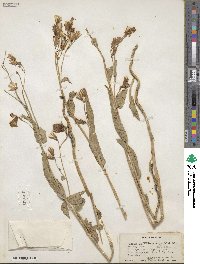 Lactuca tatarica image