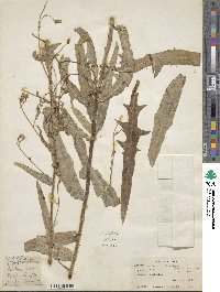 Lactuca tatarica image