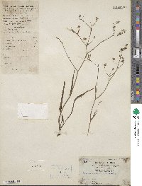 Ixeris chinensis subsp. versicolor image