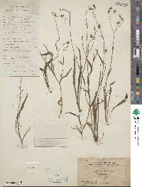 Ixeris chinensis subsp. versicolor image