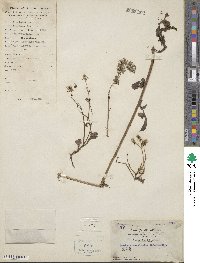 Ixeris chinensis subsp. versicolor image