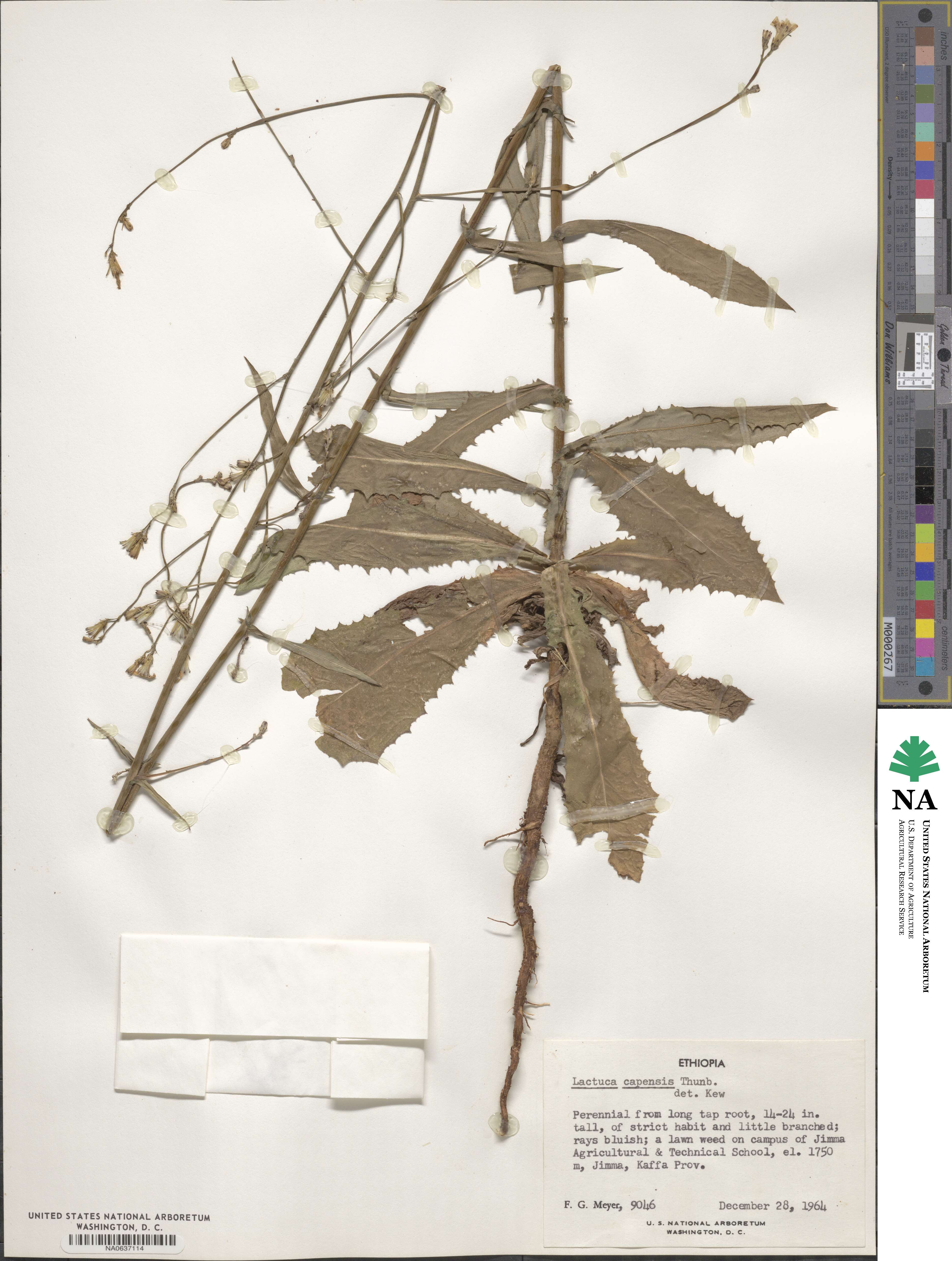 Lactuca inermis image