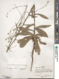 Lactuca inermis image