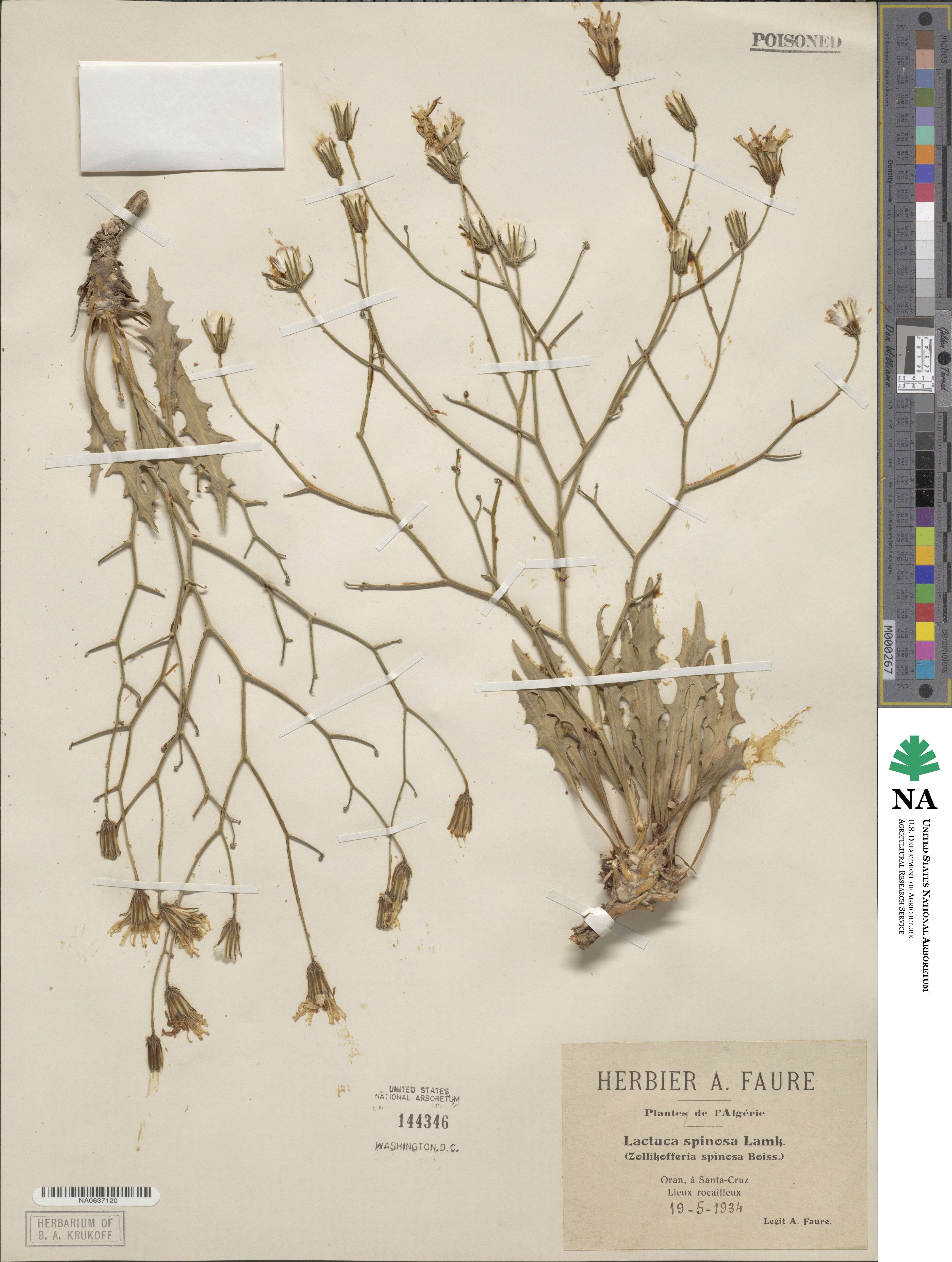 Launaea arborescens subsp. arborescens image