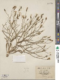 Launaea arborescens image