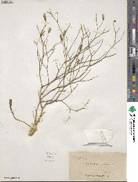 Launaea arborescens subsp. arborescens image