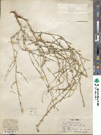Lactuca orientalis image