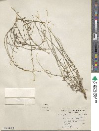 Lactuca orientalis image