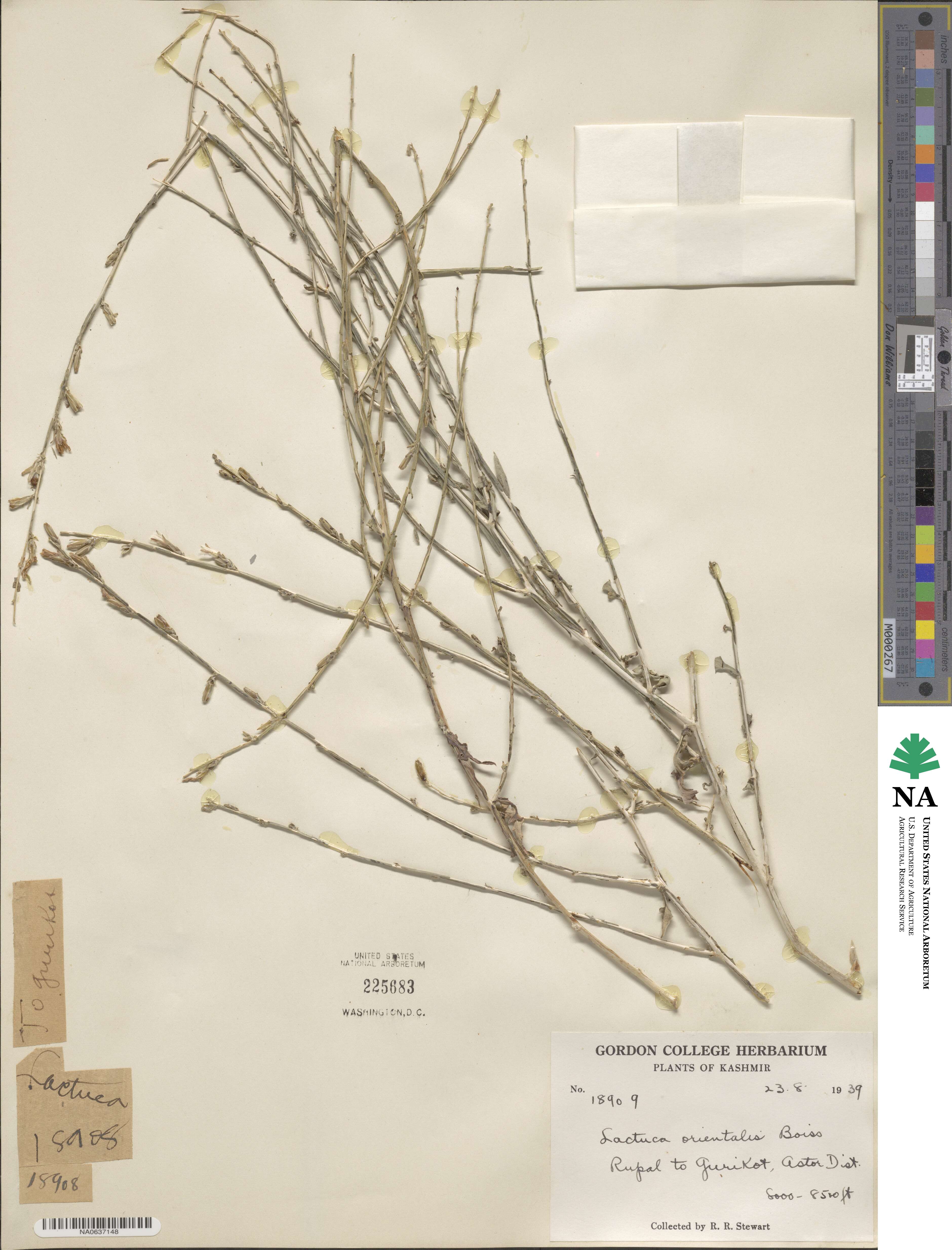 Lactuca orientalis image
