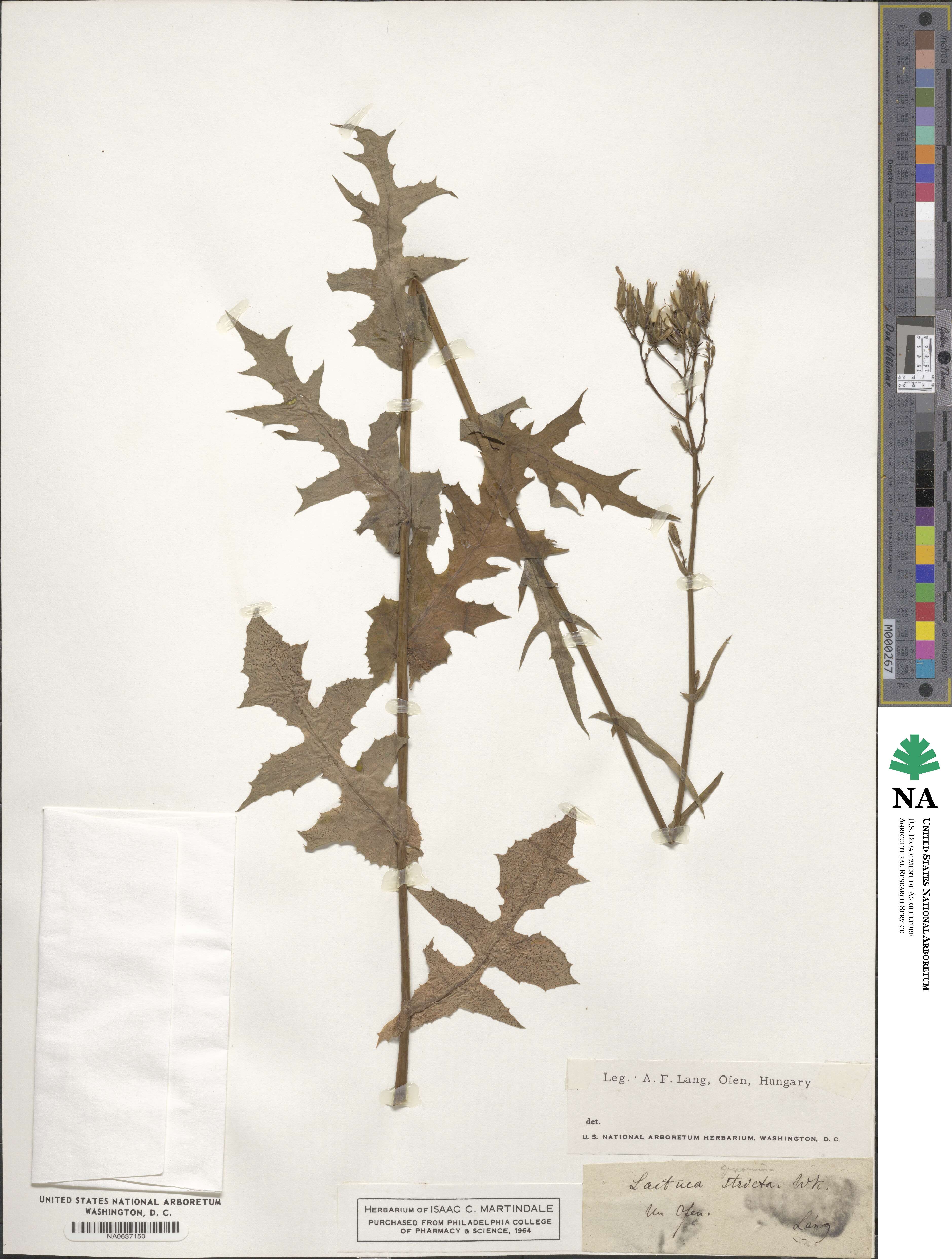 Lactuca quercina image