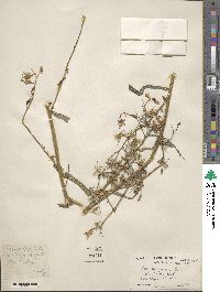 Lactuca quercina image
