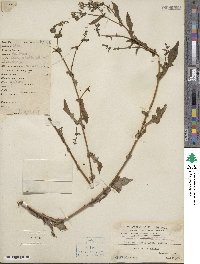 Crepidiastrum denticulatum subsp. denticulatum image