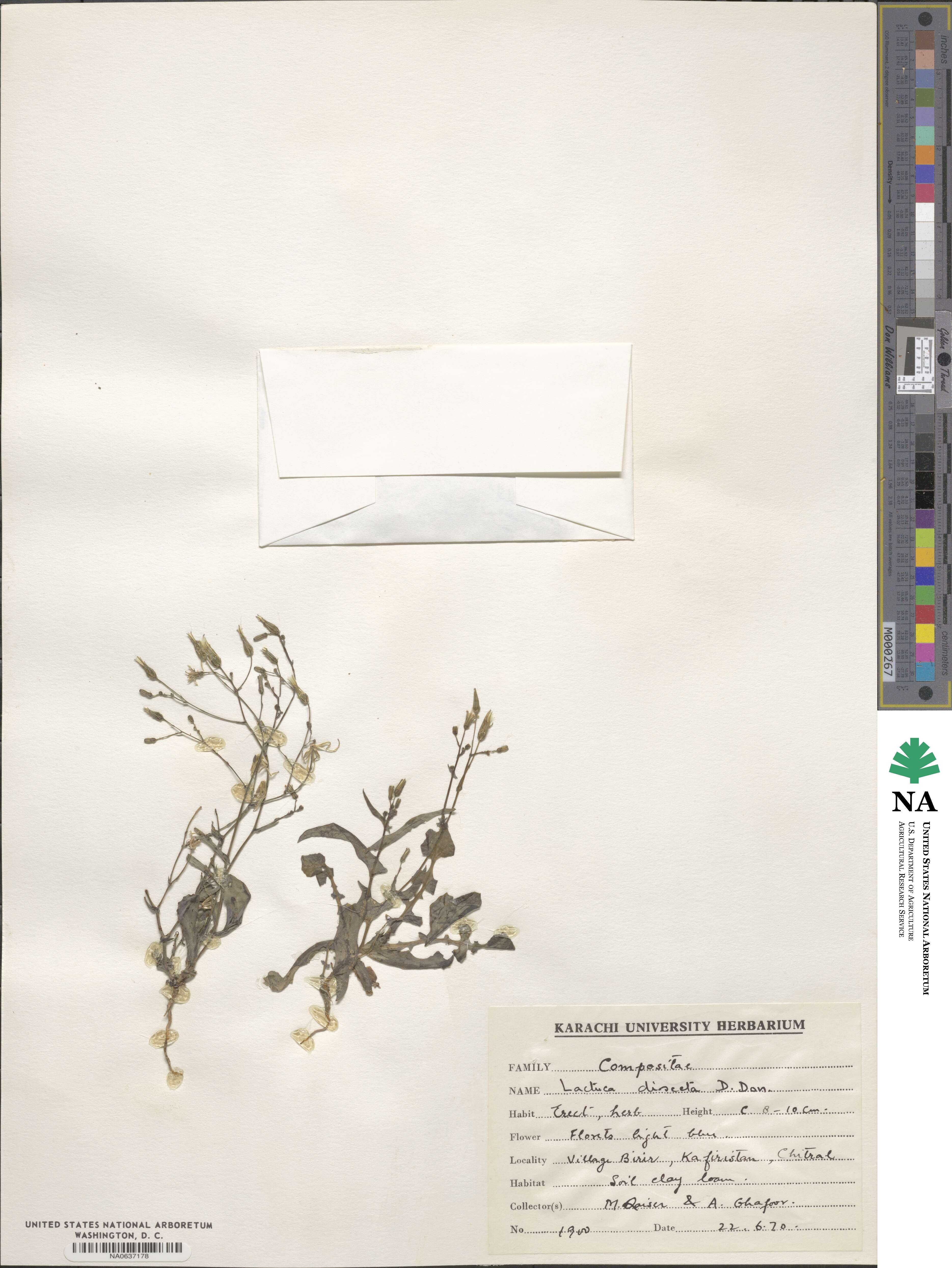 Lactuca dissecta image