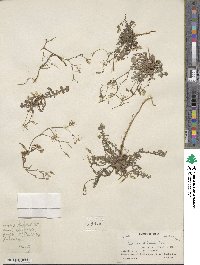 Lactuca dissecta image