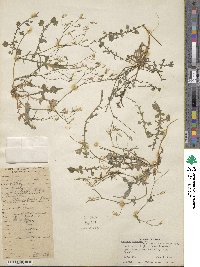Lactuca dissecta image