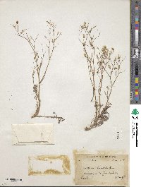 Lactuca dissecta image