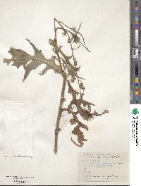 Lactuca indica image