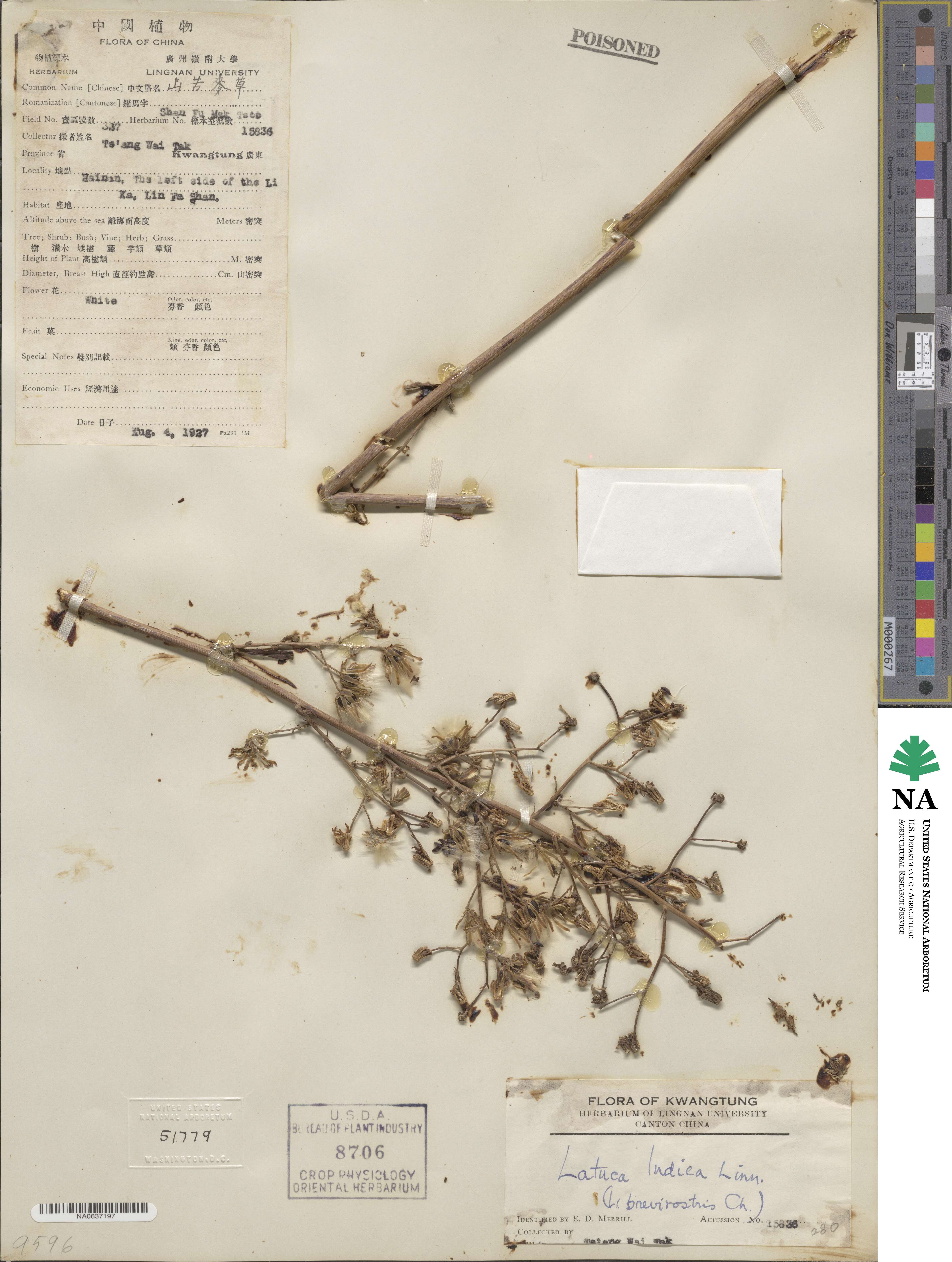 Lactuca indica image