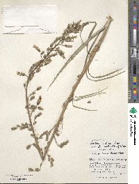 Lactuca indica image