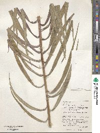 Lactuca indica image