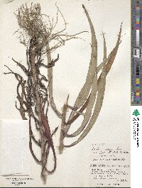 Lactuca indica image